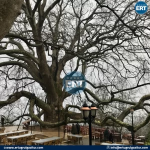 الشجرة العظيمة في بورصة تركيا اثناء رحلة سياحية لاجمل مناطق بورصة 